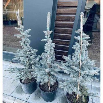 Ель колючая &laquo;Koster&raquo; (Picea pungens &lsquo;Koster&rsquo;) 40 см Серебристо-голубой 840 фото
