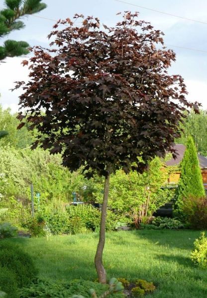 Клен на штамбе ''Роял Ред'' ACER PLATANOIDES&nbsp;'ROYAL RED', кувшин с5-10 л, ЗКС, высота 100 см, Темно-бордовый 183 фото