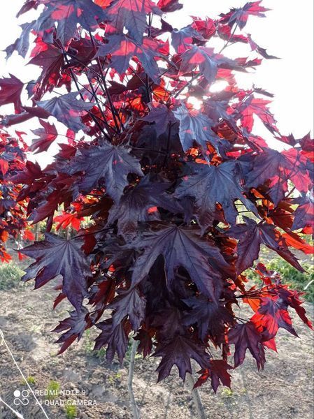 Клен на штамбе ''Роял Ред'' ACER PLATANOIDES&nbsp;'ROYAL RED', кувшин с5-10 л, ЗКС, высота 100 см, Темно-бордовый 183 фото