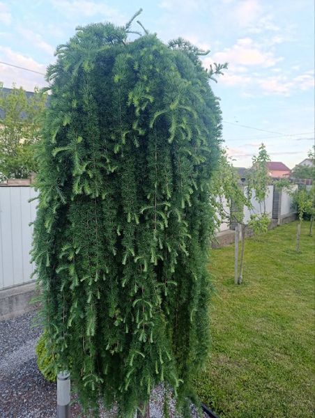 Модрина 'Скіф Віпер' плакучої форми LARIX KAEMPFERI ''STIFF WEEPER'' на штамбі висота 170 см (3 роки) Зелений 593 фото