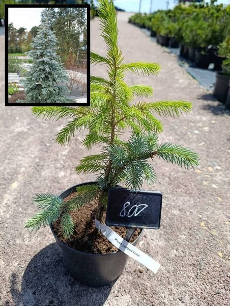 Ель колючая &laquo;Koster&raquo; (Picea pungens &lsquo;Koster&rsquo;) 40 см Серебристо-голубой 840 фото