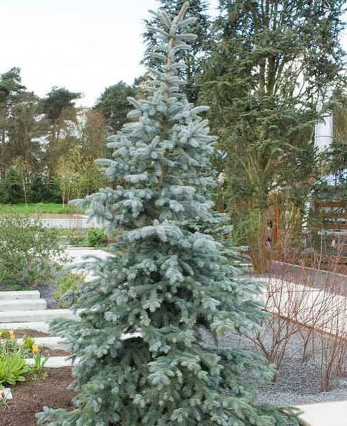 Ель колючая &laquo;Koster&raquo; (Picea pungens &lsquo;Koster&rsquo;) 40 см Серебристо-голубой 840 фото
