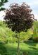 Клен на штамбе ''Роял Ред'' ACER PLATANOIDES&nbsp;'ROYAL RED', кувшин с5-10 л, ЗКС, высота 100 см, Темно-бордовый 183 фото 4