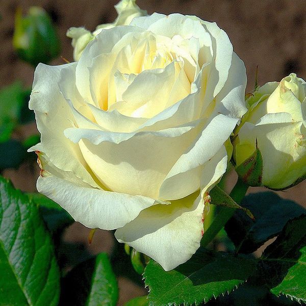 Троянда чайно-гібридна ''Аваланж'' ROSE 'AVALANCHE' висота 80-150 см Білий 319 фото