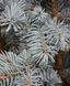 Ель колючая &laquo;Koster&raquo; (Picea pungens &lsquo;Koster&rsquo;) 40 см Серебристо-голубой 840 фото 3