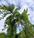 Модрина 'Скіф Віпер' плакучої форми LARIX KAEMPFERI ''STIFF WEEPER'' на штамбі висота 170 см (3 роки) Зелений 593 фото 5