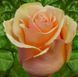 Роза чайно-гибридная ''Версилия'' ROSE 'VERSILIA' высота 80-150 см Персиковый 369 фото 2