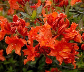 Азалія гібридна листопадна &lsquo;Hotspur Red&rsquo; / Azalea mollis &lsquo;Hotspur Red&rsquo; 1112 фото