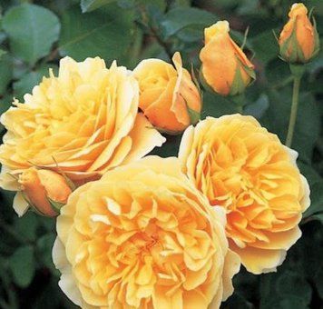 Троянда чайно-гібридна ''Єлоу Вувузела'' ROSE 'YELLOW VUVUZELA' висота 80-150 см Жовтий 420 фото