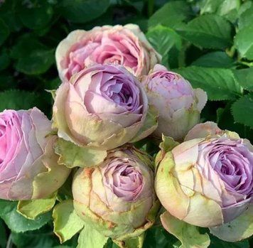 Мелкоцветковая, спрей роза ''Лавендер Лейс'' ROSE 'LAVENDER LACE' высота 40-50 см Лавандовый 469 фото