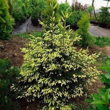 Ель кавказская &laquo;Aurea&raquo; (Picea orientalis &lsquo;Aurea&rsquo;) 40 см Ярко-желтый 841 фото
