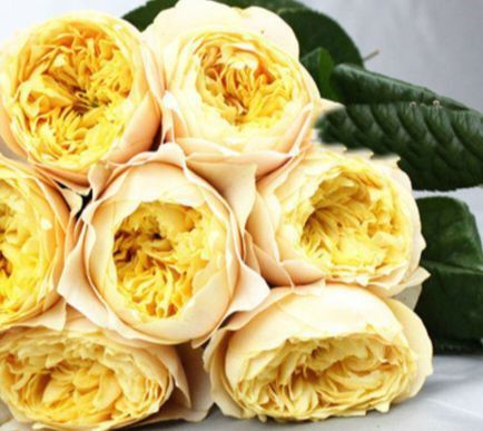Троянда чайно-гібридна ''Єлоу Вувузела'' ROSE 'YELLOW VUVUZELA' висота 80-150 см Жовтий 420 фото