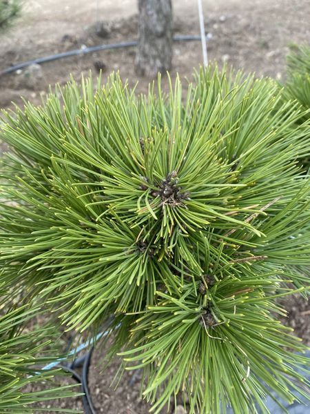 Саджанці Сосни гірської ''Міні Мопс'' PINUS MUGO 'MINI MOPS' на штамбі висота 60 см, Зелений 741 фото