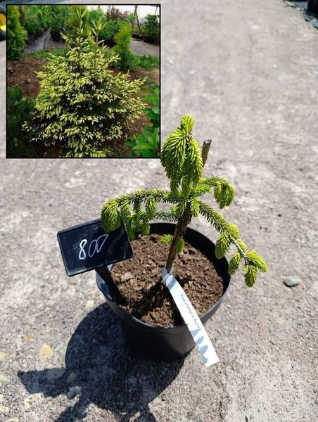 Ель кавказская &laquo;Aurea&raquo; (Picea orientalis &lsquo;Aurea&rsquo;) 40 см Ярко-желтый 841 фото
