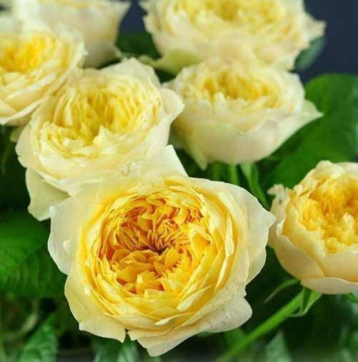 Троянда чайно-гібридна ''Єлоу Вувузела'' ROSE 'YELLOW VUVUZELA' висота 80-150 см Жовтий 420 фото