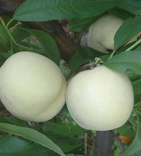 Персик 'Айс Пич' PRUNUS PERSICA "ICE PEACH" высота 150-180 см Белый 228 фото
