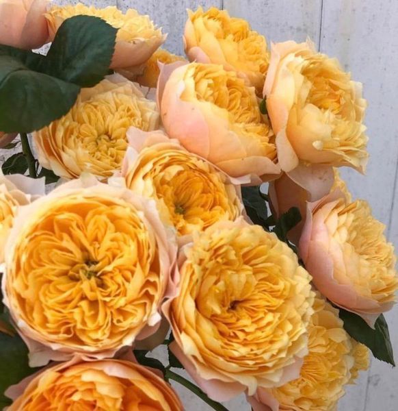 Троянда чайно-гібридна ''Єлоу Вувузела'' ROSE 'YELLOW VUVUZELA' висота 80-150 см Жовтий 420 фото