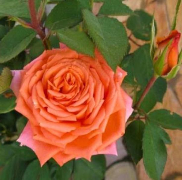 Троянда чайно-гібридна ''Лоліпоп'' ROSE 'LOLLYPOP' висота 80-150 см Помаранчевий 370 фото