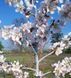 Персик 'Айс Пич' PRUNUS PERSICA "ICE PEACH" высота 150-180 см Белый 228 фото 7