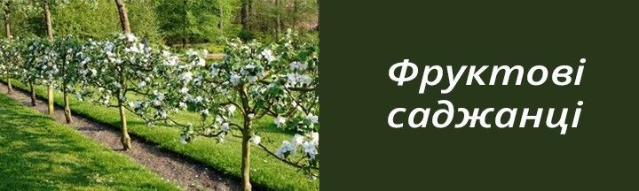 Фруктові саджанці