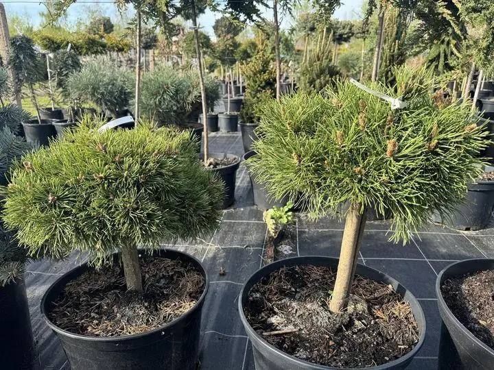 Саджанці Сосни гірської ''Міні Мопс'' PINUS MUGO 'MINI MOPS' на штамбі висота 60 см, Зелений 741 фото