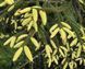 Ель кавказская &laquo;Aurea&raquo; (Picea orientalis &lsquo;Aurea&rsquo;) 40 см Ярко-желтый 841 фото 3