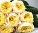 Троянда чайно-гібридна ''Єлоу Вувузела'' ROSE 'YELLOW VUVUZELA' висота 80-150 см Жовтий 420 фото 3