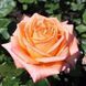 Троянда чайно-гібридна ''Лоліпоп'' ROSE 'LOLLYPOP' висота 80-150 см Помаранчевий 370 фото 3
