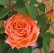 Троянда чайно-гібридна ''Лоліпоп'' ROSE 'LOLLYPOP' висота 80-150 см Помаранчевий 370 фото 2