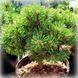 Саджанці Сосни гірської ''Міні Мопс'' PINUS MUGO 'MINI MOPS' на штамбі висота 60 см, Зелений 741 фото 1