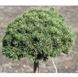 Саджанці Сосни гірської ''Міні Мопс'' PINUS MUGO 'MINI MOPS' на штамбі висота 60 см, Зелений 741 фото 5