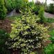 Ель кавказская &laquo;Aurea&raquo; (Picea orientalis &lsquo;Aurea&rsquo;) 40 см Ярко-желтый 841 фото 1