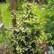 Ель кавказская &laquo;Aurea&raquo; (Picea orientalis &lsquo;Aurea&rsquo;) 40 см Ярко-желтый 841 фото 2